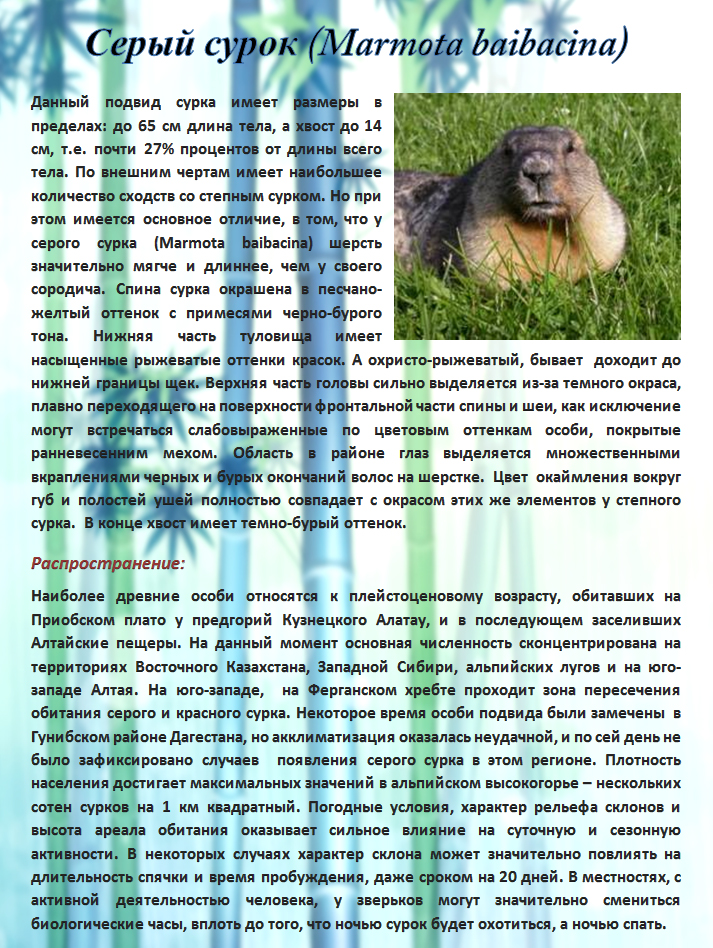 Серый сурок (Marmota baibacina)
