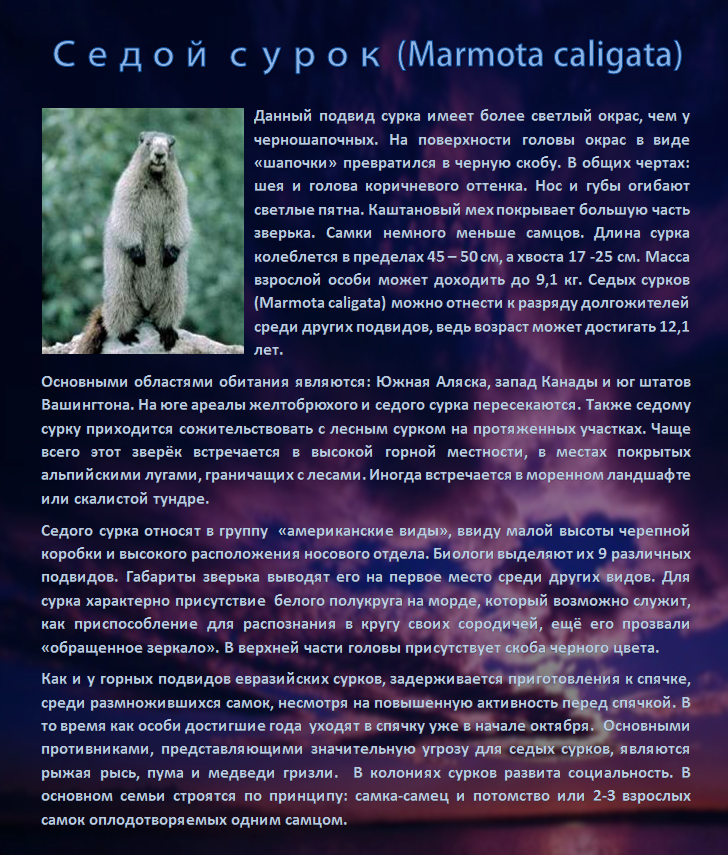 Седой сурок (Marmota caligata)