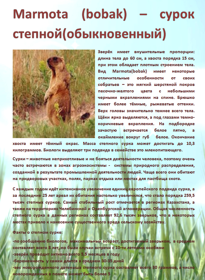 Marmota (bobak) – сурок степной(обыкновенный)