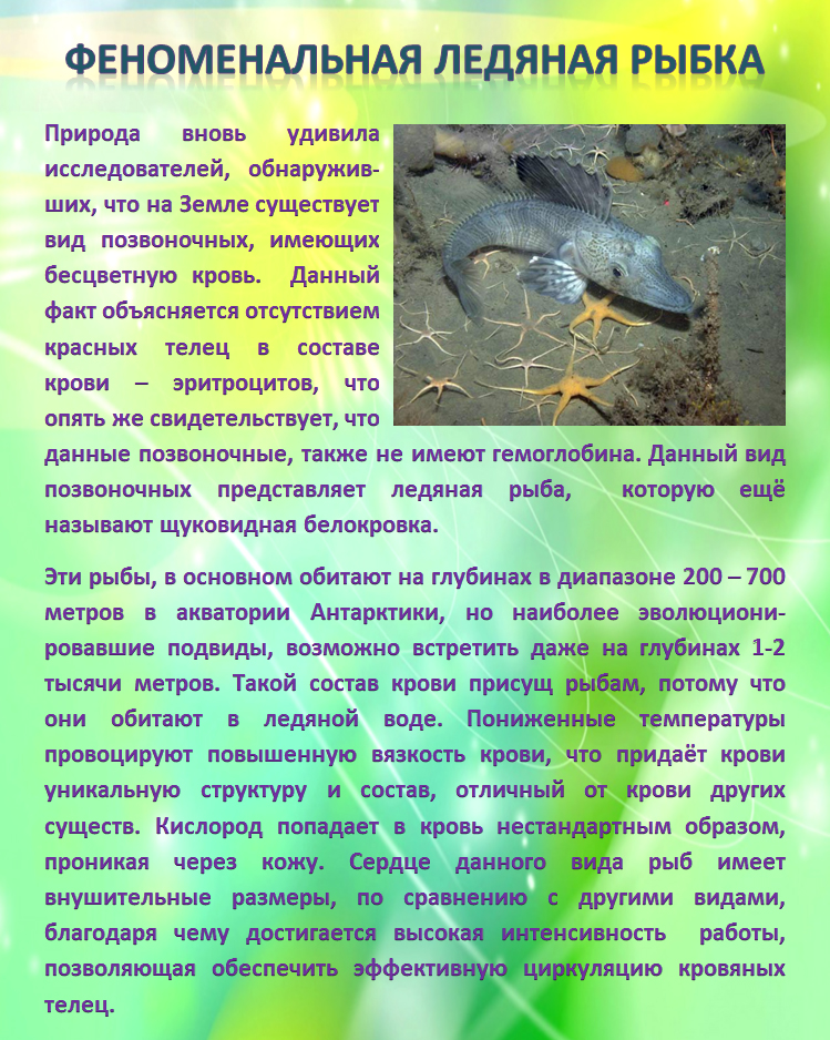 ФЕНОМЕНАЛЬНАЯ ЛЕДЯНАЯ РЫБКА