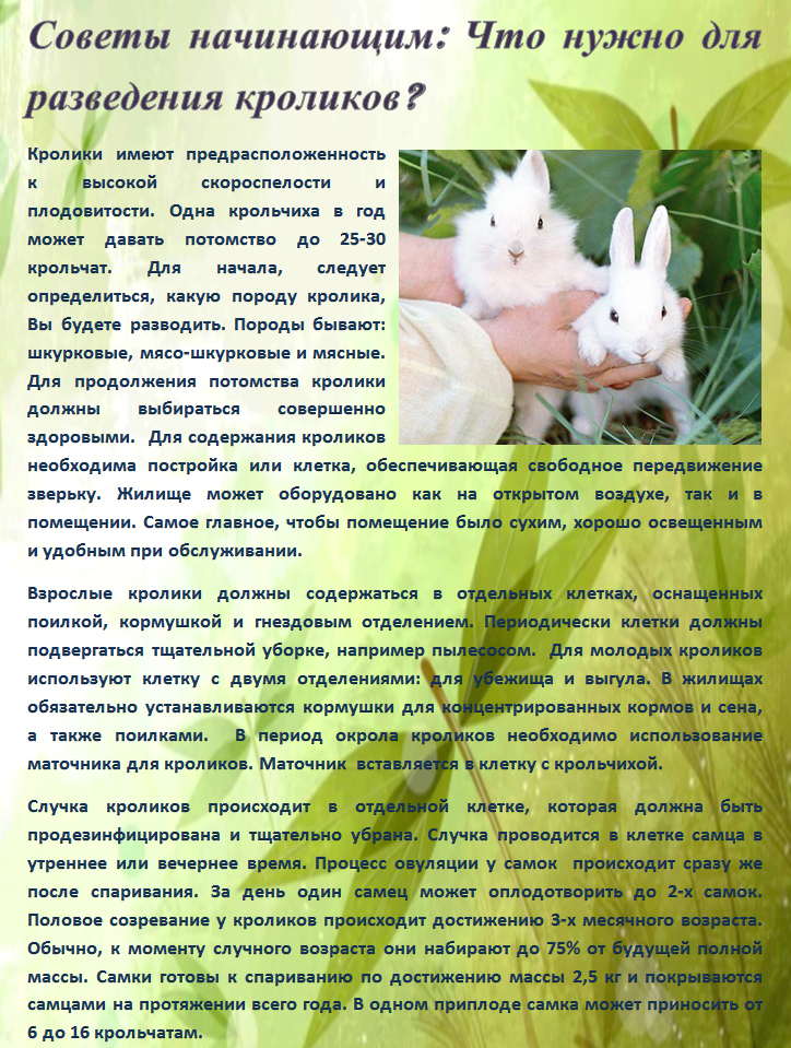 Советы начинающим: Что нужно для разведения кроликов?