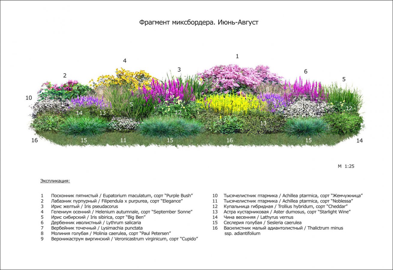 Фрагмент миксбордера. Лето