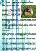 Серый сурок (Marmota baibacina)