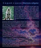Седой сурок (Marmota caligata)