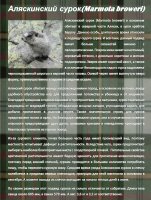 Аляскинский сурок(Marmota broweri)