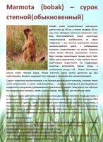 Marmota (bobak) – сурок степной(обыкновенный)